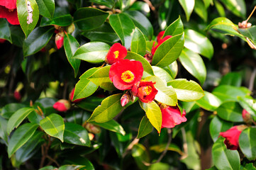 red rose in the garden