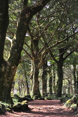trees in the park