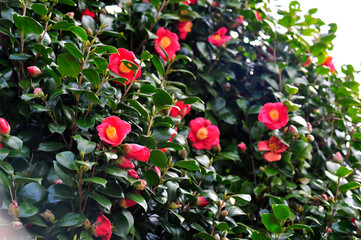 red rose in the garden