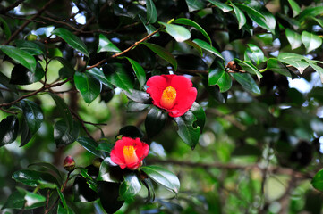 red rose in the garden