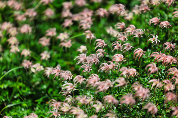 北アルプスの高山植物のチングルマ