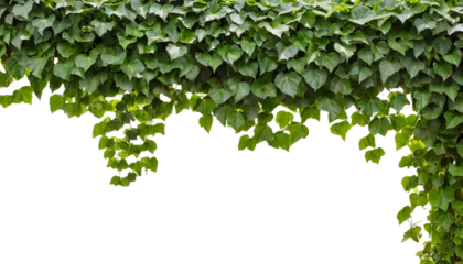 壁一面に広がる新緑のグリーンカーテン