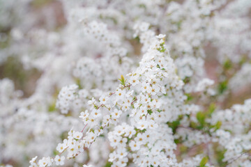 春の小さな白い花の群生、雪柳