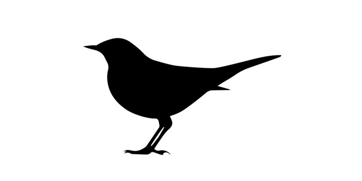 Common blackbird bird isolated over white background.