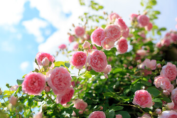 満開のピンクのバラと青い空