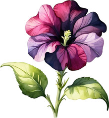 Watercolor painting of a Petunia Black Velvet flower.