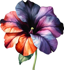 Watercolor painting of a Petunia Black Velvet flower. - obrazy, fototapety, plakaty