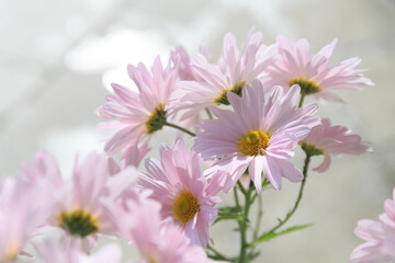 Fototapeta premium 光を浴びるピンクの菊の花