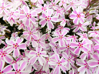 Candy Stripe Creeping Phlox