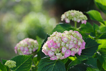 梅雨時期の景色　美しいアジサイ