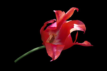 Red tulip flower on a black background.