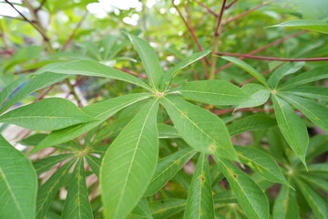 Fototapeta na wymiar Fresh cassava leaves