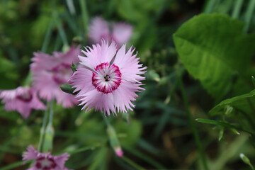 Flowering plant of pink Chinese carnation.