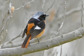 ジョウビタキさん