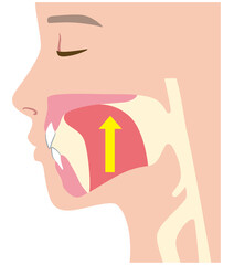 正しい舌の位置 © koti