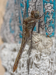 Macro Dragonfly on Colorful Blanket 