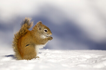 American Red Squirrel, Tamiasciurus hudsonicus, a.k.a. Pine Squirrel or Chickaree, poses in winter snow in the North American woodlands