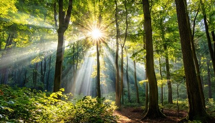 Fototapeta na wymiar the sun shining through the trees in a forest