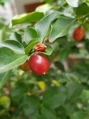 red apples on a tree