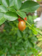 oranges on tree