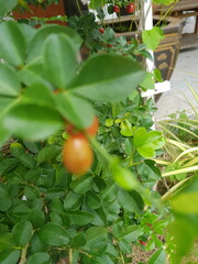 ripe tomatoes on a bush