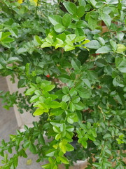 green leaves background