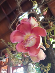 pink orchid flower