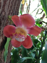 pink flower of a magnolia