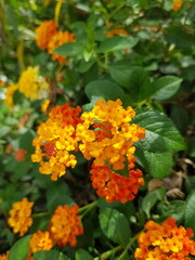 orange marigold flower