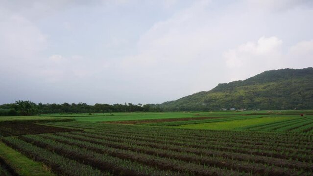 Onion Field at Kretek Bantul Yogyakarta