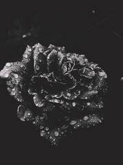 A Rose Trickled By The Drops OF Heaven 