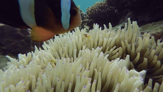 Parent and child anemone fish or clown fish and coral reef in tropical sea, 4k
