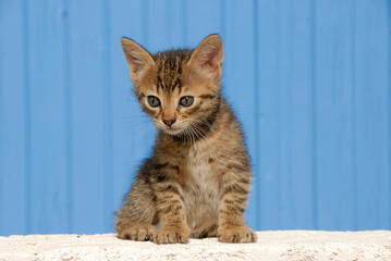 stray kitten on a wall