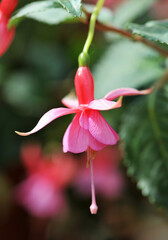 flower of Fuchsia