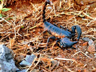 Scorpions are a group of animals with eight legs in the order Scorpiones, class Arachnida.  Scorpions are related to ketonggengs, spiders, mites and ticks
