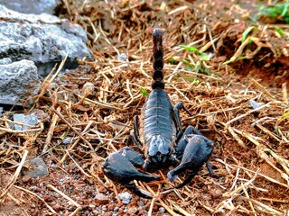Scorpions are a group of animals with eight legs in the order Scorpiones, class Arachnida. ...