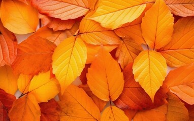 Background group autumn orange leaves