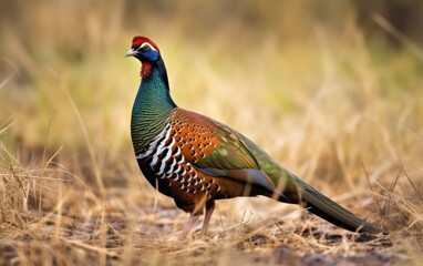 Obraz premium beautiful ingneck Pheasant