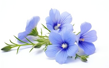 Flax blue flowers isolated on white background