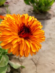 orange chrysanthemum flower