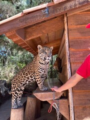 Jaguar © ernestoalonso