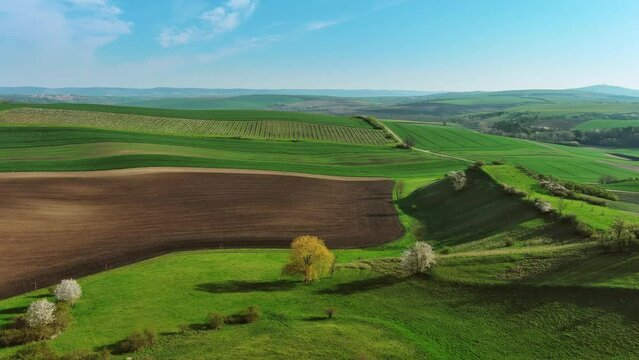 Spring rural nature landscape with blossoming flowering trees on green wavy rolling hills. South Moravia, Czech Republic. Aerial view, 4k