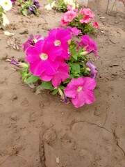 pink flowers on the ground