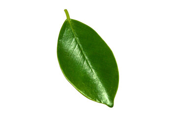 green fresh leaf isolated on white