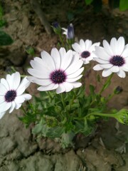 white and purple flowers