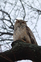 owl in tree