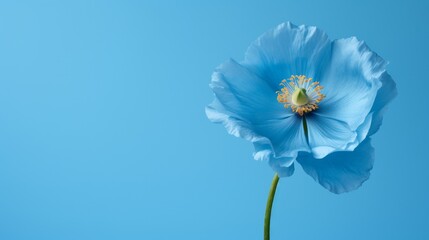 close-up of a himalayan blue poppy flower on blue background with copy-space - obrazy, fototapety, plakaty