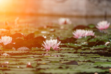 Pink lotus water lily flower in pond, waterlily with green leaves blooming