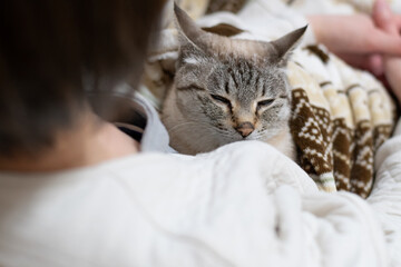 毛布に包まって猫と過ごす　シャムトラ猫