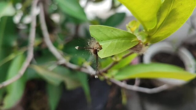 A hairy caterpillar crawls on a tree, munching on fresh green leaves. Its tiny jaws work quickly, leaving bite marks as it feeds, preparing for its transformation.

